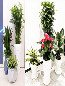 宁波余姚花木租赁方案